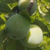 Ренклод зеленый4